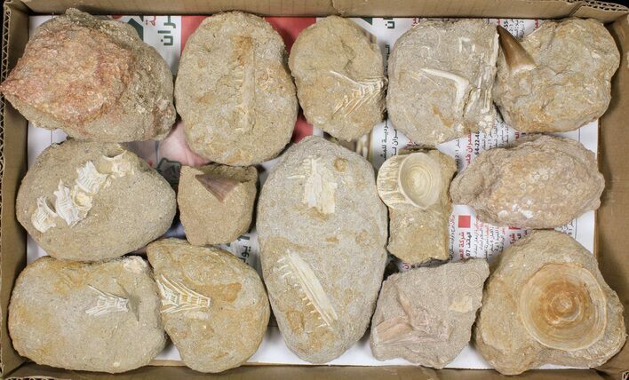 Flat: Cretaceous Marine Vertebrate Fossils - Pieces #81322